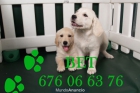 Golden, tu cachorro al mejor precio - mejor precio | unprecio.es