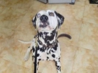 KATYA,DALMATA HEMBRA DE 3 AÑOS.SORDA (SOSDALMATAS) - mejor precio | unprecio.es