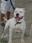 macho pitbull busca novia - mejor precio | unprecio.es