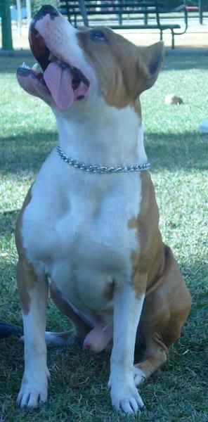 SE OFRECE MACHO DE AMERICAN STAFFORDSHIRE PARA MONTAS