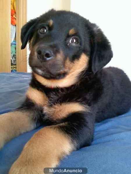 se regala parro de 3 meses cruza rottweiler...