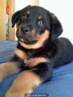 se regala parro de 3 meses cruza rottweiler... - mejor precio | unprecio.es
