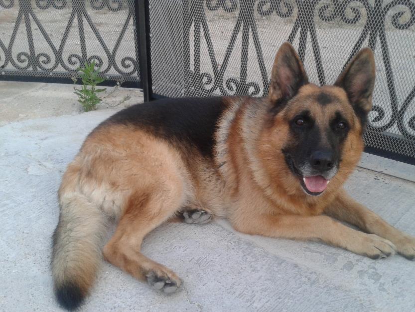 se venden cachorros de pastor aleman