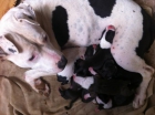 vendo cachorros de pitbull 130 - mejor precio | unprecio.es