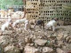 VENDO PERROS BOXES - mejor precio | unprecio.es