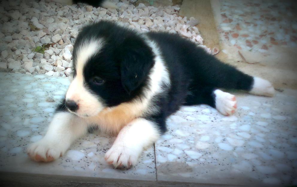 Cachorros Border Collie, excelénte pedigrí