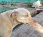 adopcion jacintaes cariñosa - mejor precio | unprecio.es