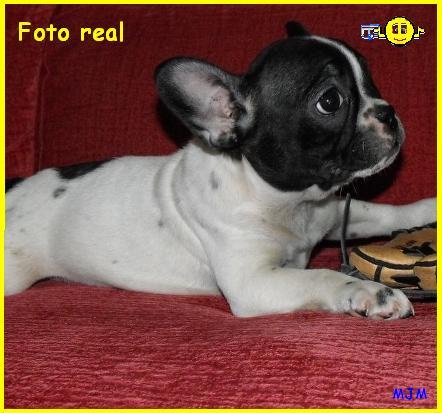 Bulldog Frances  a  buen precio 450€