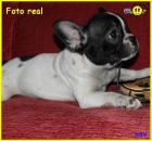 Bulldog Frances  a  buen precio 450€ - mejor precio | unprecio.es