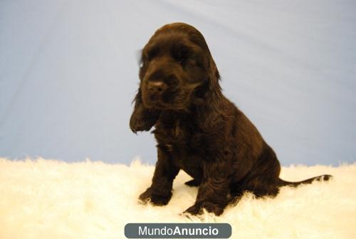 cachorros de cocker negros disponibles...