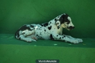 CAMADA DE DOGO ALEMAN ARLEQUIN, EXCELENTES - mejor precio | unprecio.es