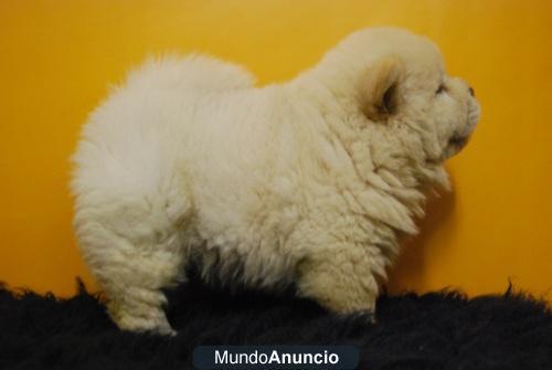 Chow Chow, cachorritos de primera calidad, listos para entregarse, WWW,DOOGS.ES