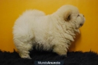 Chow Chow, cachorritos de primera calidad, listos para entregarse, WWW,DOOGS.ES - mejor precio | unprecio.es