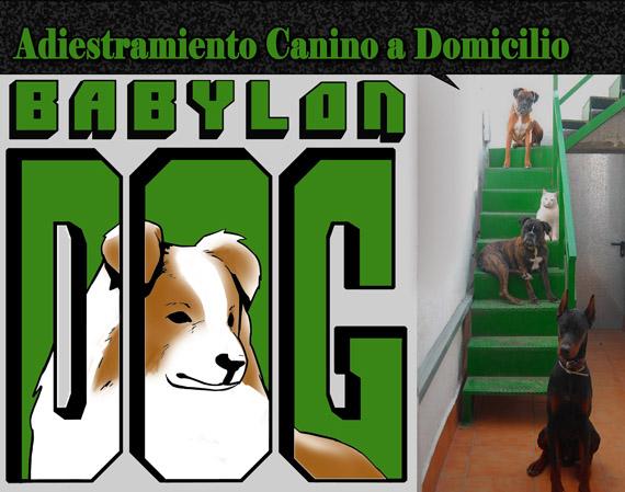 Educador y adiestrador canino a domicilio.