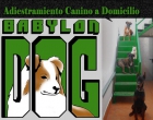 Educador y adiestrador canino a domicilio. - mejor precio | unprecio.es