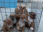 ESPECTACULAR CAMADA AMERICAN PITBULL RED NOSE X MEXICANO - mejor precio | unprecio.es