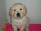 Golden Retriever - mejor precio | unprecio.es