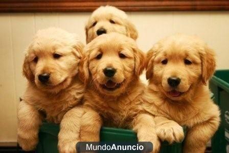 GOLDEN RETRIEVER excelentes.