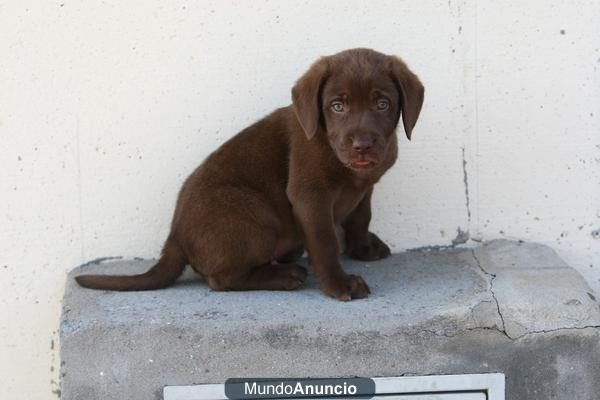 LABRADOR CHOCOLATE