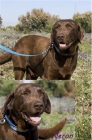 Labrador chocolate en adopcion de 4 años - mejor precio | unprecio.es