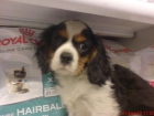 PORQUE EL TAMAÑO DE TU PERRO SI IMPORTA TENEMOS MINIATURAS MEDIANOS Y GRANDES - mejor precio | unprecio.es