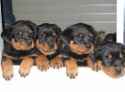 Preciosa camada de Rottweiler - mejor precio | unprecio.es