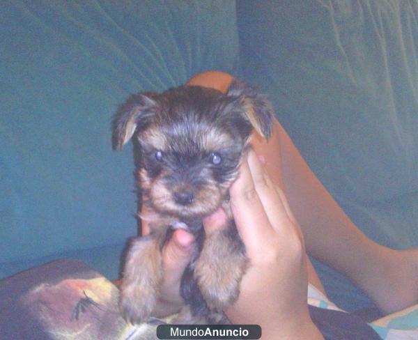 Precioso cachorro yorshire terrier