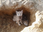 Preciosos cachorros de perro lobo checoslovaco - mejor precio | unprecio.es