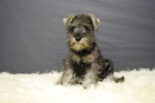Schnauzer cachorros de calidad, machos & hembras. - mejor precio | unprecio.es