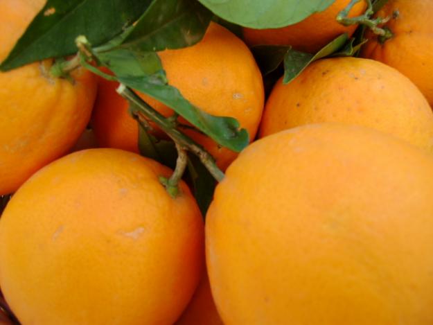 Venta de naranja valenciana