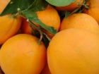 Venta de naranja valenciana - mejor precio | unprecio.es