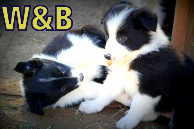 Cachorros Border Collie Puppies, CH´s en su pedigrí, alta selección, Negro/blanco, LOE