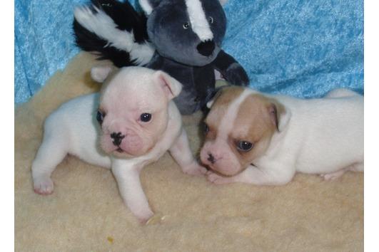 Cachorros bulldog francés listo.