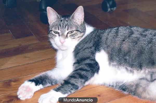 Alice, caracter tranquilo y dulce. asturias