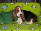 basset hound, impresionantes cachorros en venta - mejor precio | unprecio.es