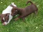 Cachorro Chihuahua - mejor precio | unprecio.es