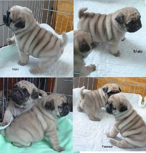 Cachorro Macho y hembras de pug carlino 100 euro