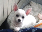 Chihuahua blanco - mejor precio | unprecio.es
