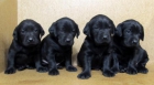 Labradores negritos - mejor precio | unprecio.es