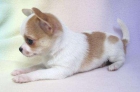 Preciosa hembrita de Chihuahua Mini! - mejor precio | unprecio.es