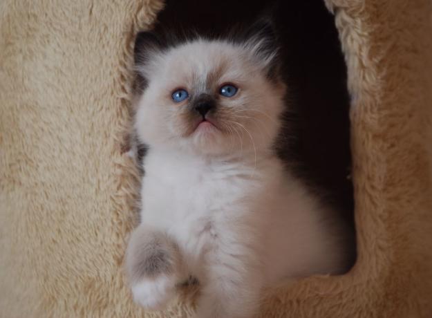 Preciosos Gatitos Ragdoll Disponibles