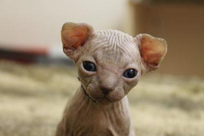 Sphynx