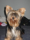 VENDO PRECIOSOS YORKSHIRE TOYS CON PEDIGREE - mejor precio | unprecio.es