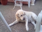 Urge familia de adopción para dos perros adultos - mejor precio | unprecio.es