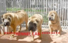 A la venta cachorros de shar pei - mejor precio | unprecio.es