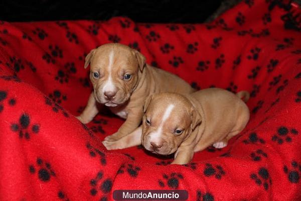 Adoption,Regalo Pit Bull Terrier