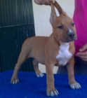 american staffordshire terrier - mejor precio | unprecio.es