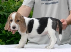 Beagle macho cachorro para su adopcion - mejor precio | unprecio.es
