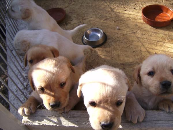 Cachorros de labrador con pedigre