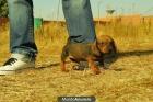cachorros de teckel kaninchen; excelente calidad; con un trato familiar y la confianza de una empresa; - mejor precio | unprecio.es